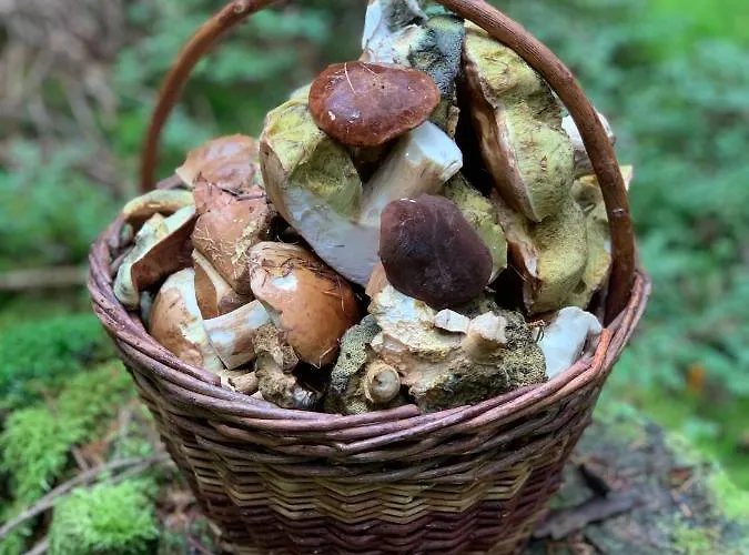Διαμέρισμα Havirska Zacler, Krkonose Žacléř